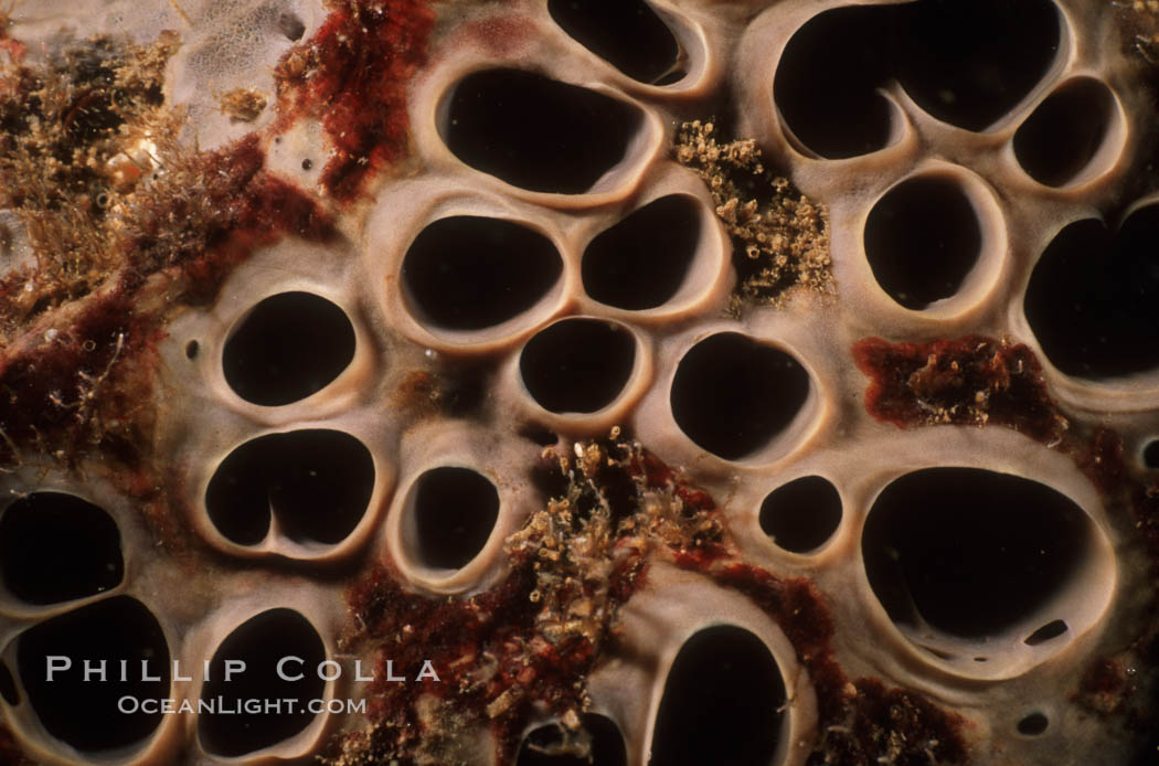 Gray moon sponge detail. California, USA, Spheciospongia confoederata, natural history stock photograph, photo id 04609