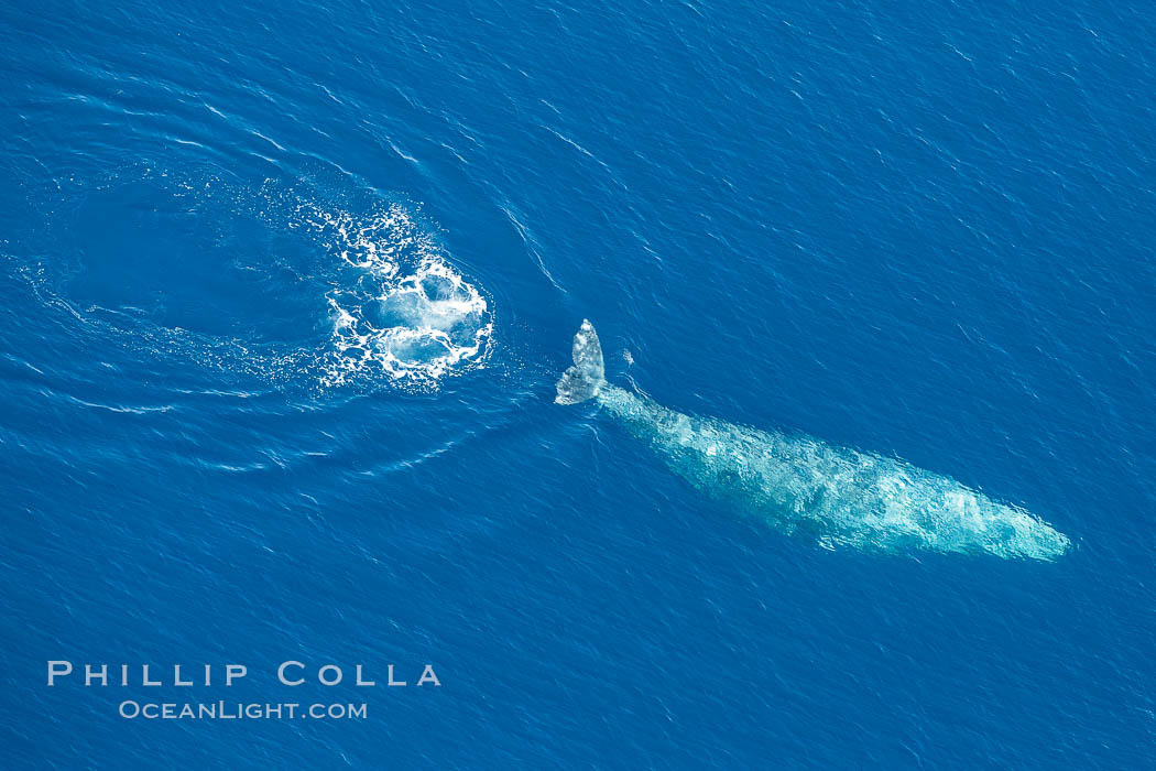 Gray whale diving below the ocean surface, leaving a footprint in its wake.  Aerial photo. Encinitas, California, USA, Eschrichtius robustus, natural history stock photograph, photo id 29038