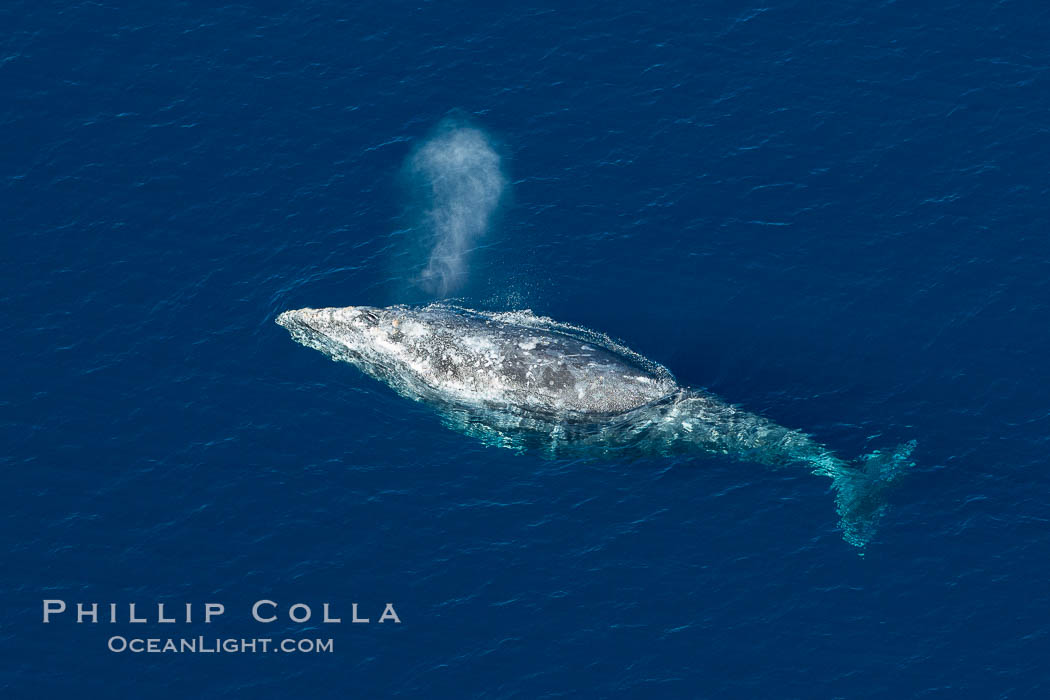 Gray whale blowing at the ocean surface, exhaling and breathing as it prepares to dive underwater. Encinitas, California, USA, Eschrichtius robustus, natural history stock photograph, photo id 29042