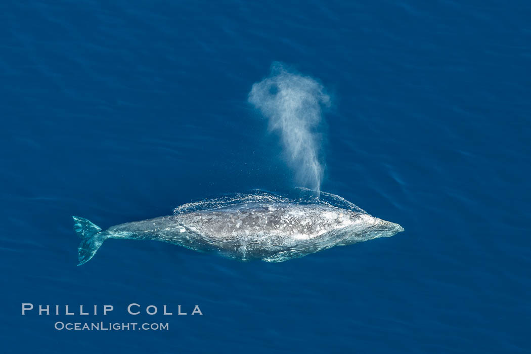 Gray whale blowing at the ocean surface, exhaling and breathing as it prepares to dive underwater. Encinitas, California, USA, Eschrichtius robustus, natural history stock photograph, photo id 29036