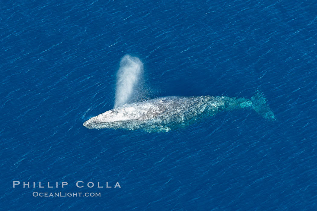 Gray whale blowing at the ocean surface, exhaling and breathing as it prepares to dive underwater. Encinitas, California, USA, Eschrichtius robustus, natural history stock photograph, photo id 29039