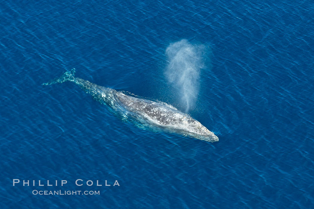 Gray whale blowing at the ocean surface, exhaling and breathing as it prepares to dive underwater. Encinitas, California, USA, Eschrichtius robustus, natural history stock photograph, photo id 29043