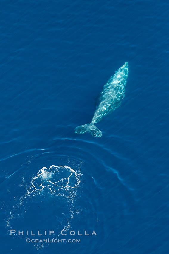 Gray whale diving below the ocean surface, leaving a footprint in its wake.  Aerial photo, Eschrichtius robustus, Encinitas, California