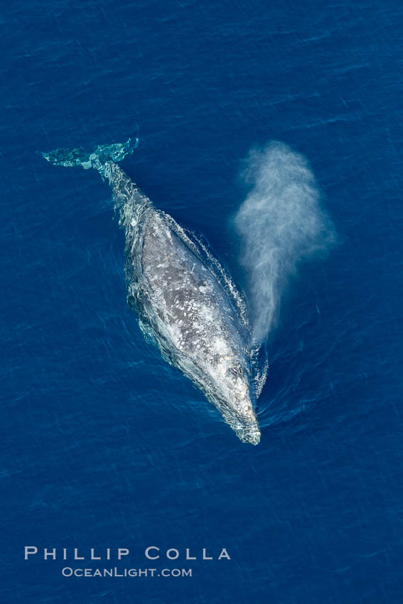 Gray whale blowing at the ocean surface, exhaling and breathing as it prepares to dive underwater, Eschrichtius robustus, Encinitas, California