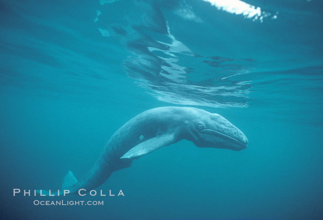 A neonate gray whale calf, born just hours before, still exhbiting embryonic folds in the skin along its side.  This baby gray whale was born in the cold waters of Big Sur, far to the north of the Mexican lagoons of Baja California where most gray whale births take place, Eschrichtius robustus, Monterey