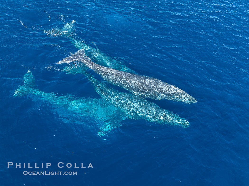 Gray Whale Courtship Group, Aerial Photo, San Diego. Courtship during the southern migration, far to the north of the Mexican lagoons of Baja California where most gray whale births take place., Eschrichtius robustus, natural history stock photograph, photo id 41525