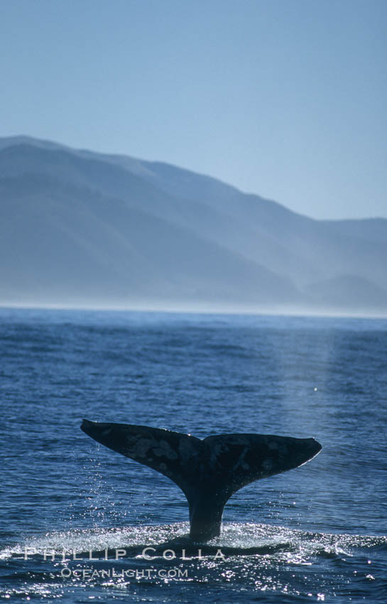 Gray whale. Big Sur, California, USA, Eschrichtius robustus, natural history stock photograph, photo id 01182