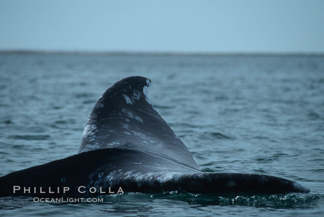 Gray whale fluking prior to dive, Laguna San Ignacio. San Ignacio Lagoon, Baja California, Mexico, Eschrichtius robustus, natural history stock photograph, photo id 06430