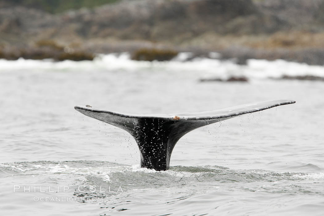 Gray whale, raising its fluke (tail) before diving to the ocean floor to forage for crustaceans, , Cow Bay, Flores Island, near Tofino, Clayoquot Sound, west coast of Vancouver Island. British Columbia, Canada, Eschrichtius robustus, natural history stock photograph, photo id 21178