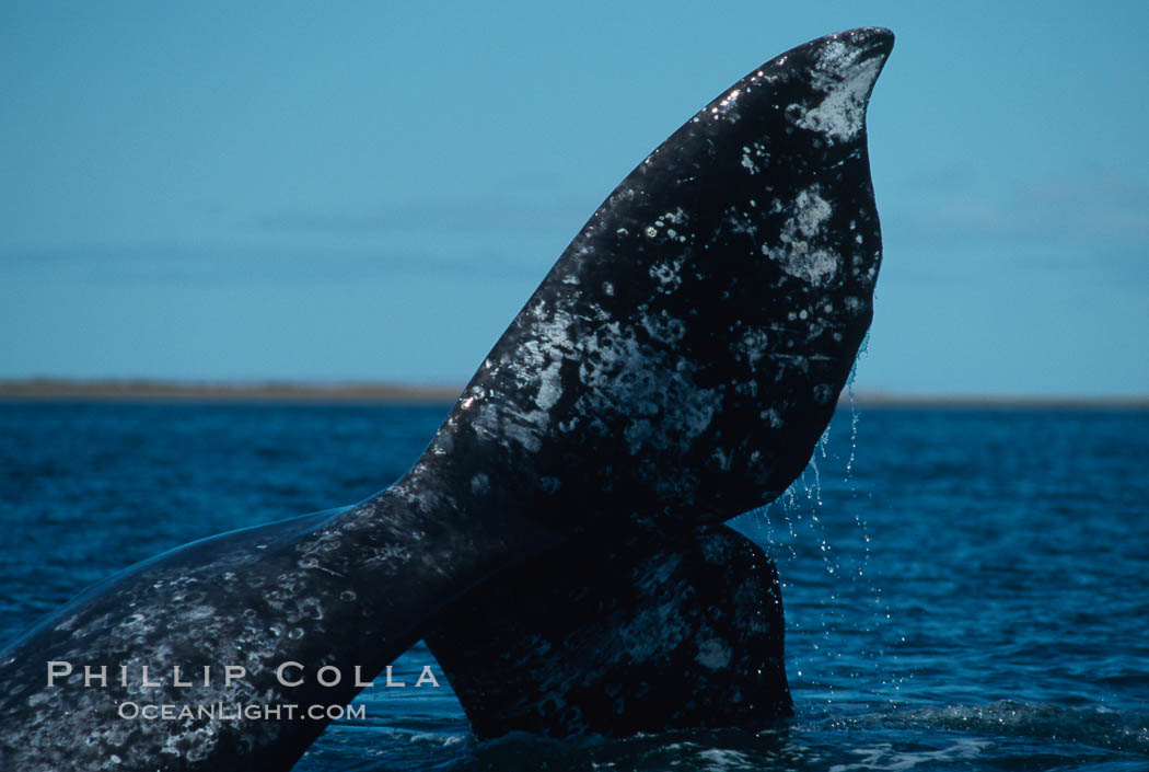 Gray whale, Laguna San Ignacio. San Ignacio Lagoon, Baja California, Mexico, Eschrichtius robustus, natural history stock photograph, photo id 03395