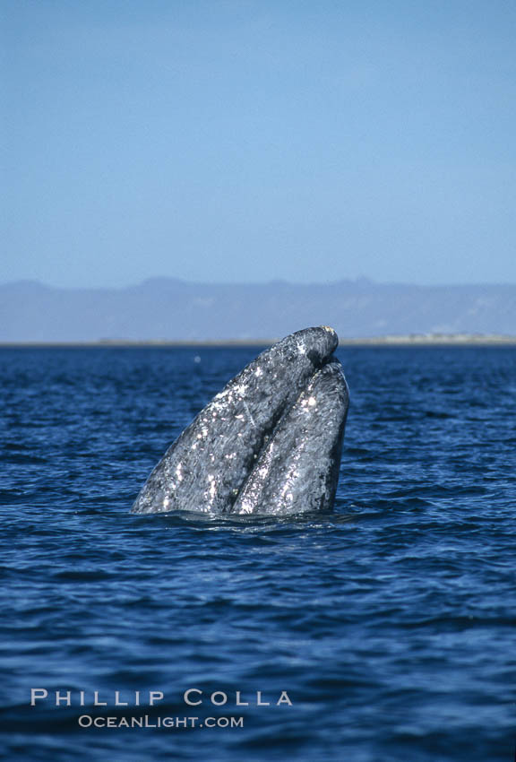 Gray whale, Laguna San Ignacio. San Ignacio Lagoon, Baja California, Mexico, Eschrichtius robustus, natural history stock photograph, photo id 03399