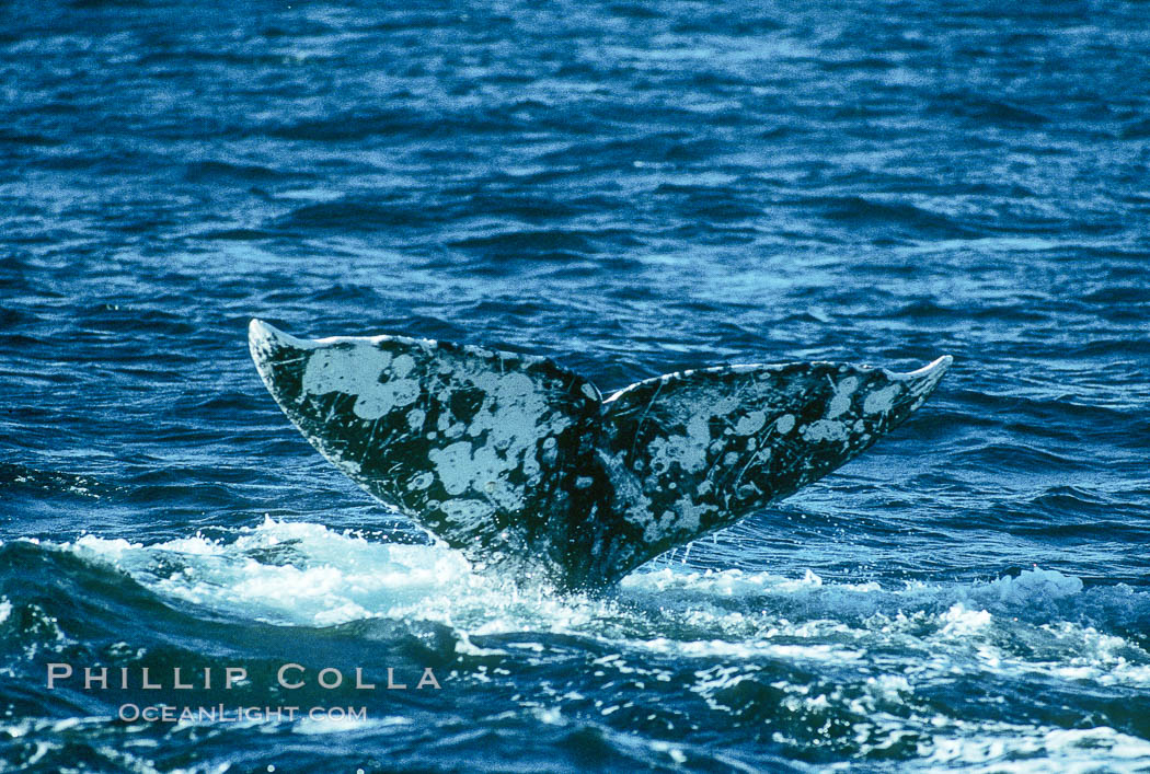 Gray whale. Monterey, California, USA, Eschrichtius robustus, natural history stock photograph, photo id 01185
