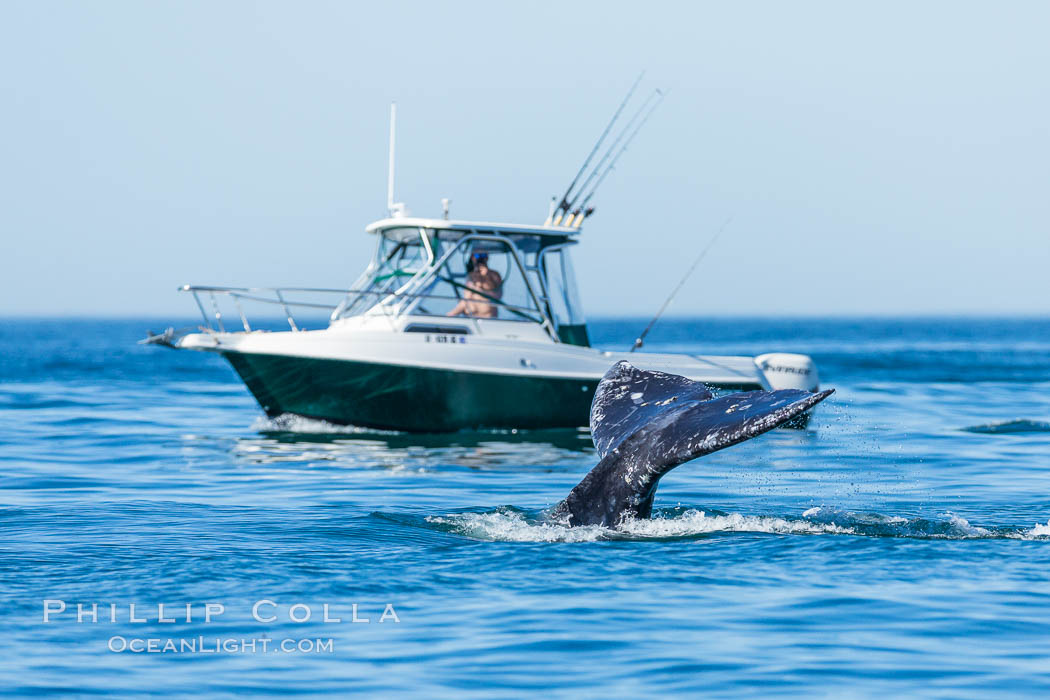 Gray whale raising fluke before diving, on southern migration to calving lagoons in Baja. San Diego, California, USA, natural history stock photograph, photo id 34232