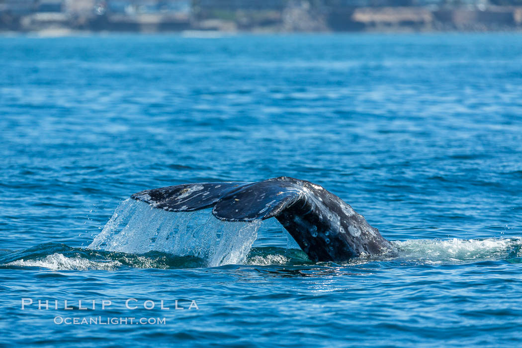 Gray whale raising fluke before diving, on southern migration to calving lagoons in Baja. San Diego, California, USA, natural history stock photograph, photo id 34240