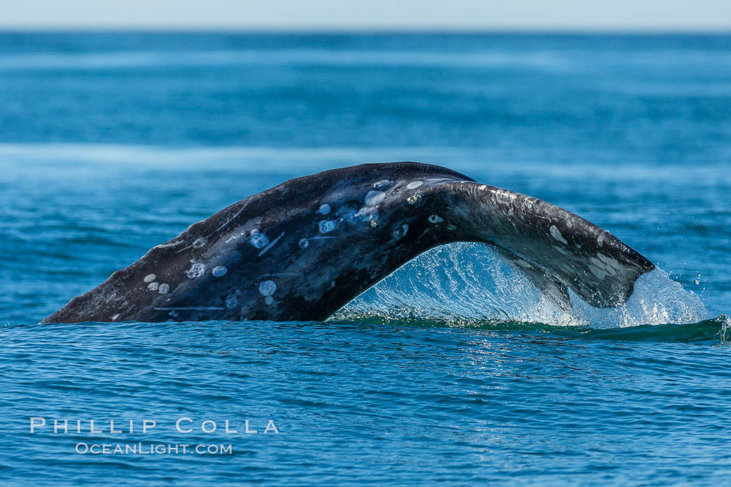 Gray whale raising fluke before diving, on southern migration to calving lagoons in Baja. San Diego, California, USA, natural history stock photograph, photo id 34229