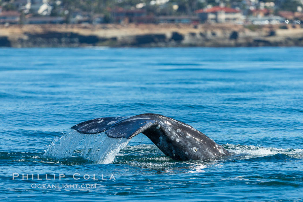 Gray whale raising fluke before diving, on southern migration to calving lagoons in Baja. San Diego, California, USA, natural history stock photograph, photo id 34237