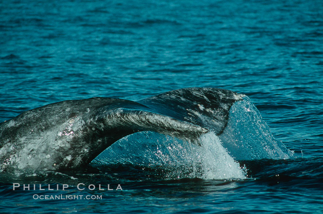 Gray whale. Monterey, California, USA, Eschrichtius robustus, natural history stock photograph, photo id 01190