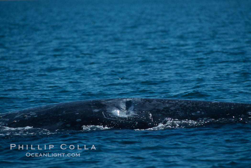 Gray whale dorsal aspect showing injury/wound/indentation likely caused by boat, Laguna San Ignacio, Eschrichtius robustus, San Ignacio Lagoon