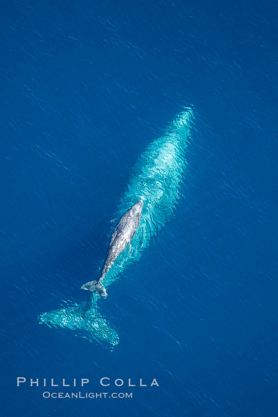 Aerial photo of gray whale calf and mother. This baby gray whale was born during the southern migration, far to the north of the Mexican lagoons of Baja California where most gray whale births take place. San Clemente, USA, Eschrichtius robustus, natural history stock photograph, photo id 29002