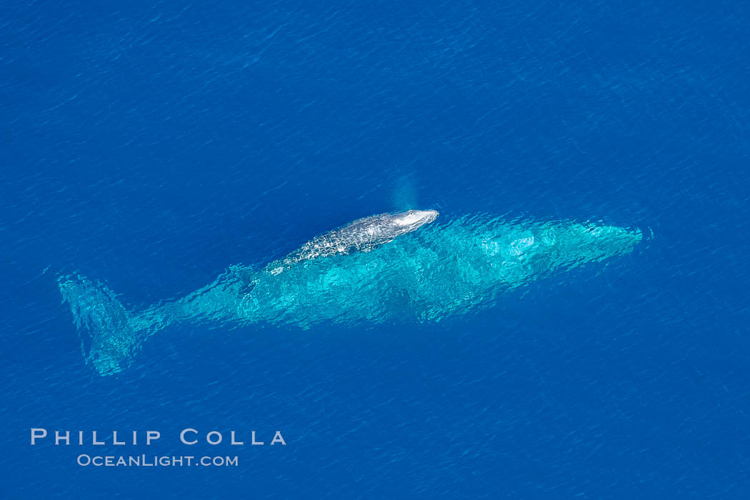 Aerial photo of gray whale calf and mother. This baby gray whale was born during the southern migration, far to the north of the Mexican lagoons of Baja California where most gray whale births take place. San Clemente, USA, Eschrichtius robustus, natural history stock photograph, photo id 29006