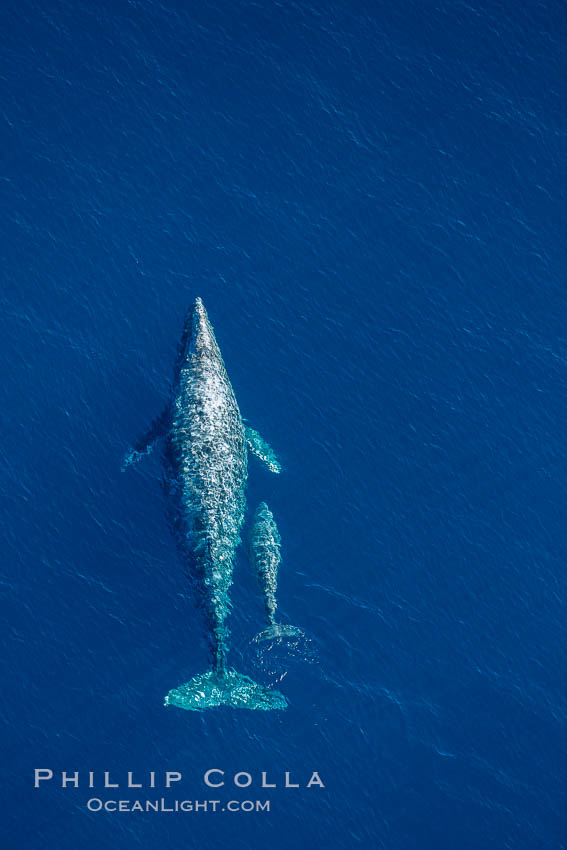 Aerial photo of gray whale calf and mother. This baby gray whale was born during the southern migration, far to the north of the Mexican lagoons of Baja California where most gray whale births take place. San Clemente, USA, Eschrichtius robustus, natural history stock photograph, photo id 29014