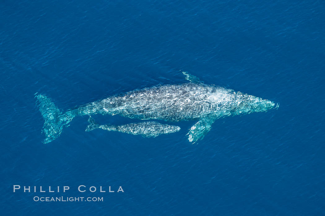 Aerial photo of gray whale calf and mother. This baby gray whale was born during the southern migration, far to the north of the Mexican lagoons of Baja California where most gray whale births take place. San Clemente, USA, Eschrichtius robustus, natural history stock photograph, photo id 29018