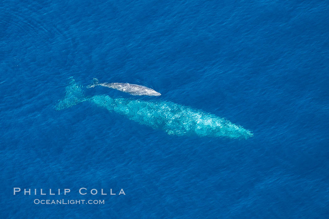 Aerial photo of gray whale calf and mother. This baby gray whale was born during the southern migration, far to the north of the Mexican lagoons of Baja California where most gray whale births take place. San Clemente, USA, Eschrichtius robustus, natural history stock photograph, photo id 29026
