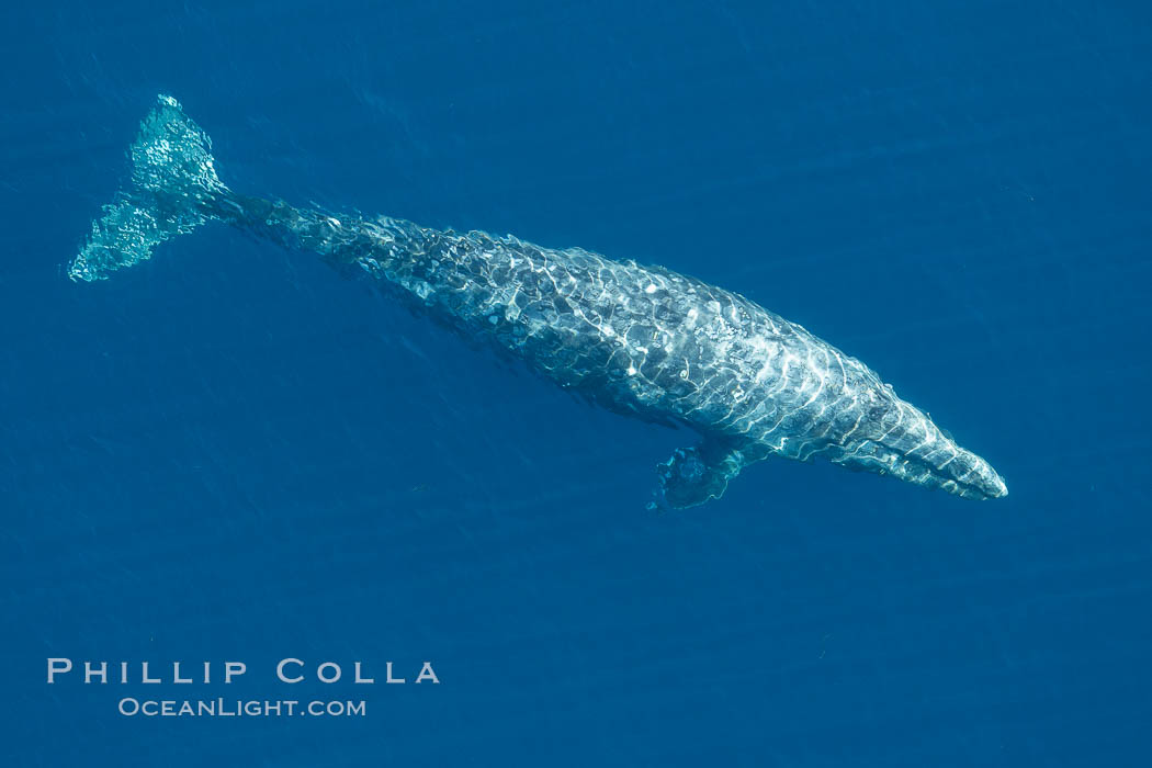 Aerial photo of gray whale, swimming southbound on its annual migration to the calving lagoons in Mexico. San Clemente, California, USA, Eschrichtius robustus, natural history stock photograph, photo id 29030