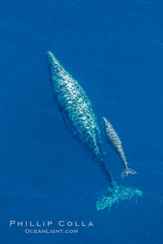 Aerial photo of gray whale calf and mother. This baby gray whale was born during the southern migration, far to the north of the Mexican lagoons of Baja California where most gray whale births take place. San Clemente, USA, Eschrichtius robustus, natural history stock photograph, photo id 29012