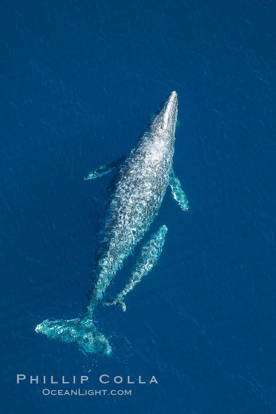 Aerial photo of gray whale calf and mother. This baby gray whale was born during the southern migration, far to the north of the Mexican lagoons of Baja California where most gray whale births take place. San Clemente, USA, Eschrichtius robustus, natural history stock photograph, photo id 29016