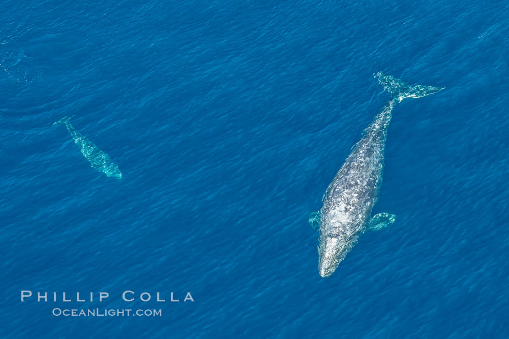 Aerial photo of gray whale calf and mother. This baby gray whale was born during the southern migration, far to the north of the Mexican lagoons of Baja California where most gray whale births take place. San Clemente, USA, Eschrichtius robustus, natural history stock photograph, photo id 29032