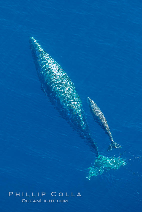 Aerial photo of gray whale calf and mother. This baby gray whale was born during the southern migration, far to the north of the Mexican lagoons of Baja California where most gray whale births take place. San Clemente, USA, Eschrichtius robustus, natural history stock photograph, photo id 29011