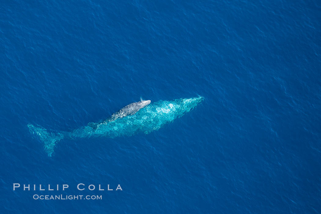Aerial photo of gray whale calf and mother. This baby gray whale was born during the southern migration, far to the north of the Mexican lagoons of Baja California where most gray whale births take place. San Clemente, USA, Eschrichtius robustus, natural history stock photograph, photo id 29023