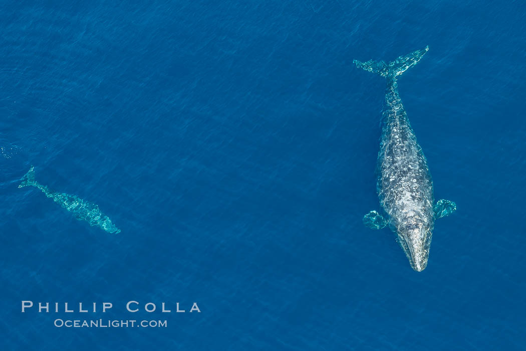 Aerial photo of gray whale calf and mother. This baby gray whale was born during the southern migration, far to the north of the Mexican lagoons of Baja California where most gray whale births take place, Eschrichtius robustus, San Clemente