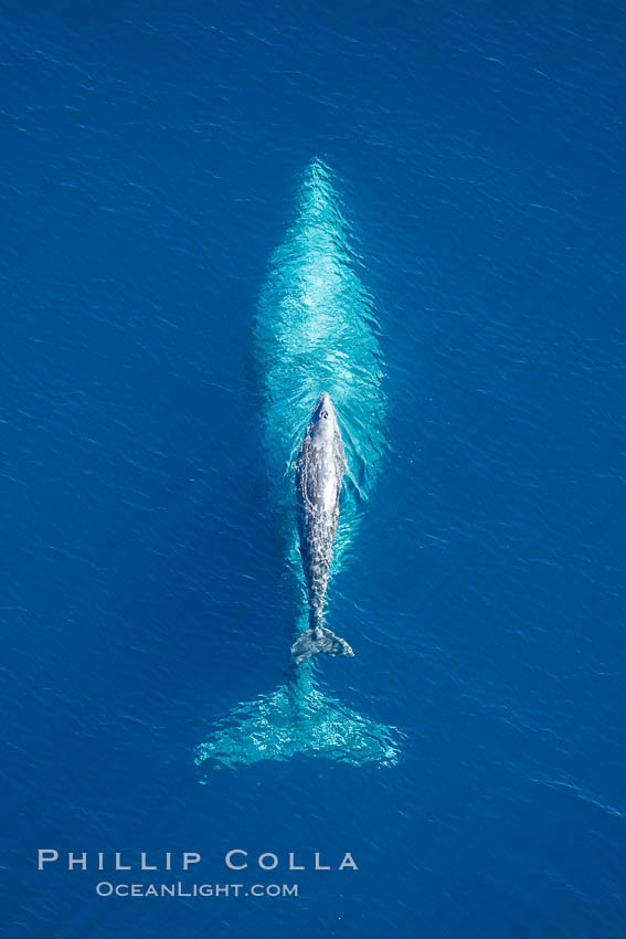 Aerial photo of gray whale calf and mother. This baby gray whale was born during the southern migration, far to the north of the Mexican lagoons of Baja California where most gray whale births take place, Eschrichtius robustus, San Clemente