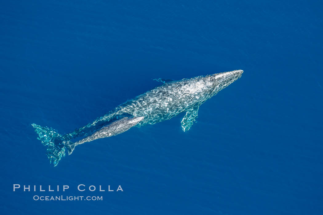 Aerial photo of gray whale calf and mother. This baby gray whale was born during the southern migration, far to the north of the Mexican lagoons of Baja California where most gray whale births take place. San Clemente, USA, Eschrichtius robustus, natural history stock photograph, photo id 29013