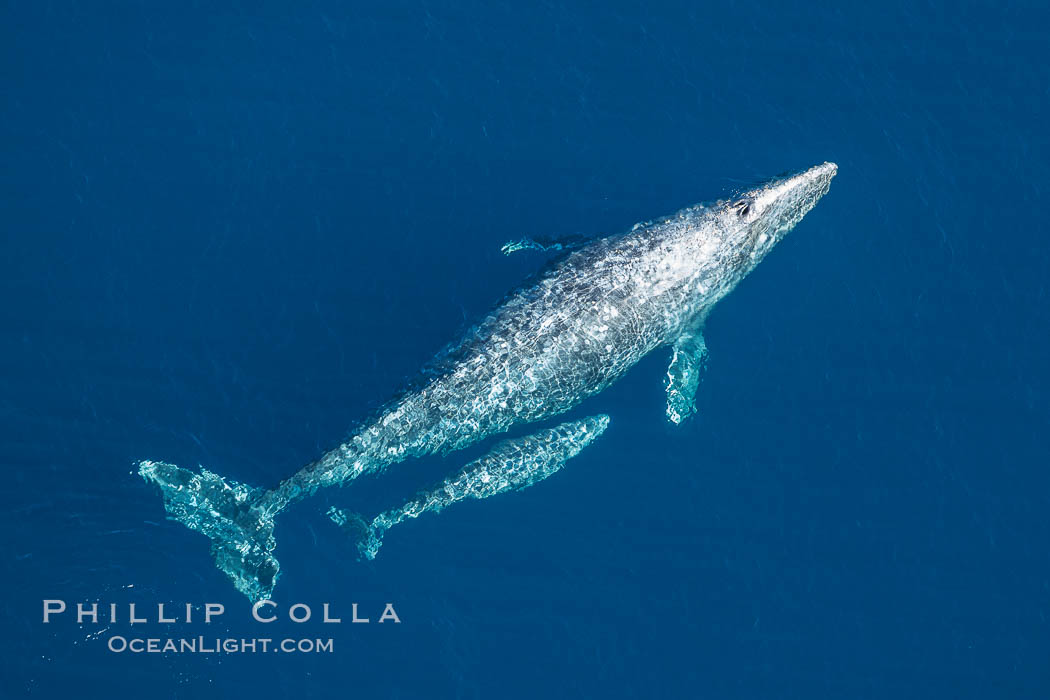 Aerial photo of gray whale calf and mother. This baby gray whale was born during the southern migration, far to the north of the Mexican lagoons of Baja California where most gray whale births take place, Eschrichtius robustus, San Clemente