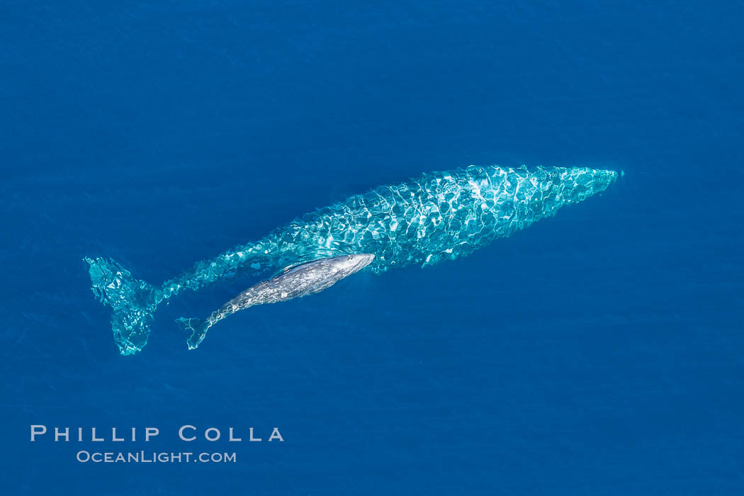 Aerial photo of gray whale calf and mother. This baby gray whale was born during the southern migration, far to the north of the Mexican lagoons of Baja California where most gray whale births take place, Eschrichtius robustus, San Clemente