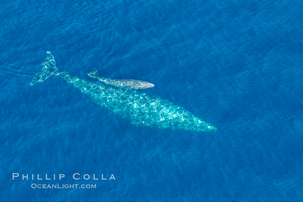 Aerial photo of gray whale calf and mother. This baby gray whale was born during the southern migration, far to the north of the Mexican lagoons of Baja California where most gray whale births take place. San Clemente, USA, Eschrichtius robustus, natural history stock photograph, photo id 29033