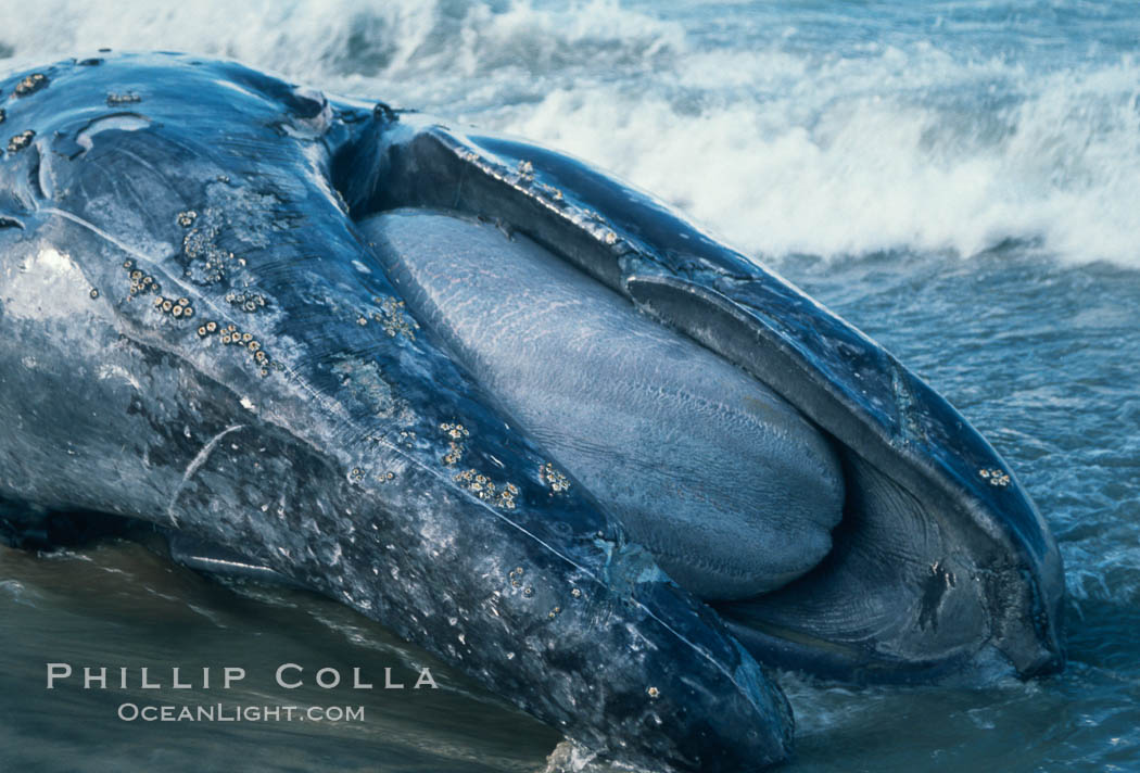Gray whale carcass at oceans edge. Del Mar, California, USA, Eschrichtius robustus, natural history stock photograph, photo id 01168