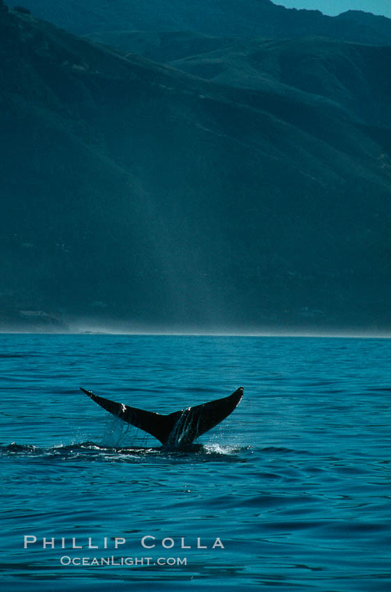 Gray whale. Big Sur, California, USA, Eschrichtius robustus, natural history stock photograph, photo id 01184