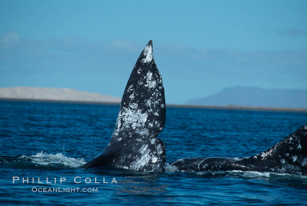 Courting gray whales, Laguna San Ignacio. San Ignacio Lagoon, Baja California, Mexico, Eschrichtius robustus, natural history stock photograph, photo id 05795