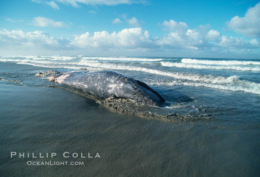 Gray whale carcass at oceans edge. Del Mar, California, USA, Eschrichtius robustus, natural history stock photograph, photo id 06423