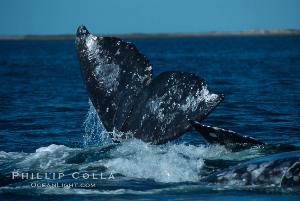 Gray whale lifting fluke during courtship socialization, Laguna San Ignacio. San Ignacio Lagoon, Baja California, Mexico, Eschrichtius robustus, natural history stock photograph, photo id 06429