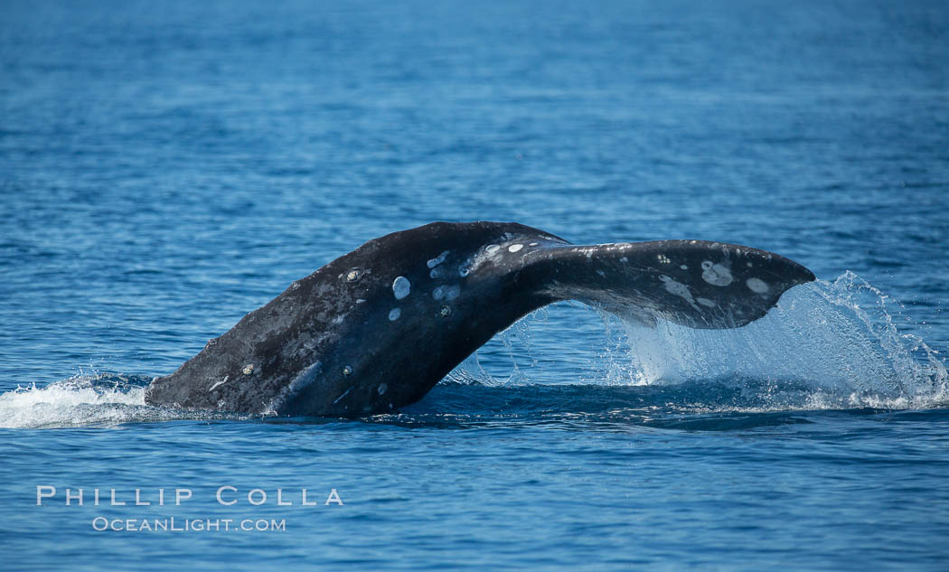 Gray whale raising fluke before diving, on southern migration to calving lagoons in Baja. San Diego, California, USA, Eschrichtius robustus, natural history stock photograph, photo id 30466