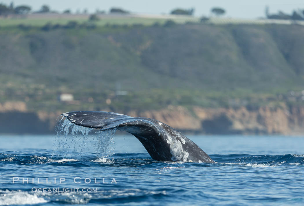 Gray whale raising fluke before diving, on southern migration to calving lagoons in Baja, Eschrichtius robustus, San Diego, California