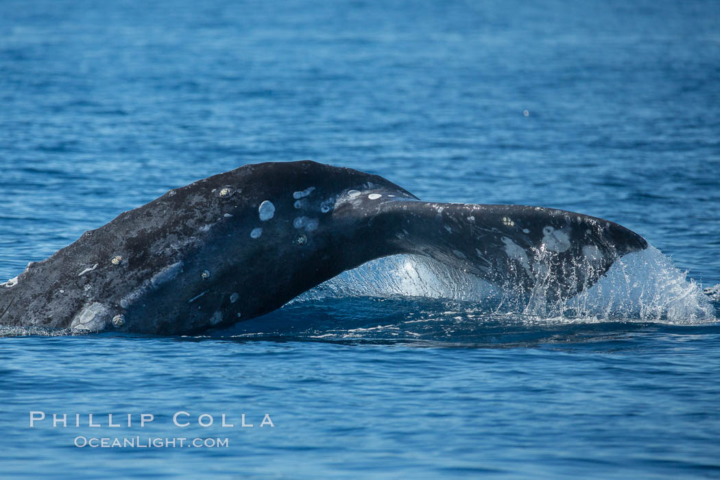 Gray whale raising fluke before diving, on southern migration to calving lagoons in Baja. San Diego, California, USA, natural history stock photograph, photo id 30468