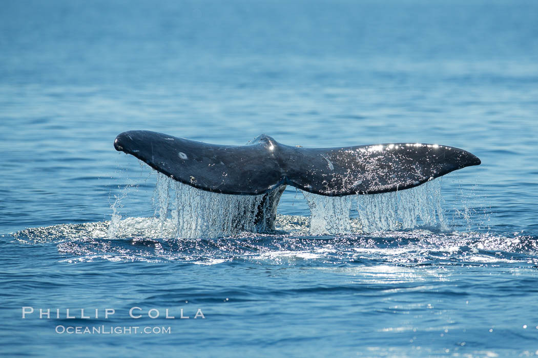 Gray whale raising fluke before diving, on southern migration to calving lagoons in Baja, Eschrichtius robustus, San Diego, California