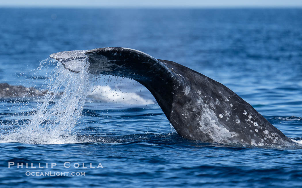 Gray Whale Raising Fluke Before Diving, San Diego, on southern migration to calving lagoons in Baja., Eschrichtius robustus, natural history stock photograph, photo id 41531