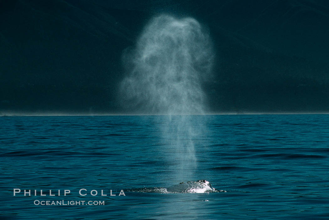 Gray whale, blow. Big Sur, California, USA, Eschrichtius robustus, natural history stock photograph, photo id 01170